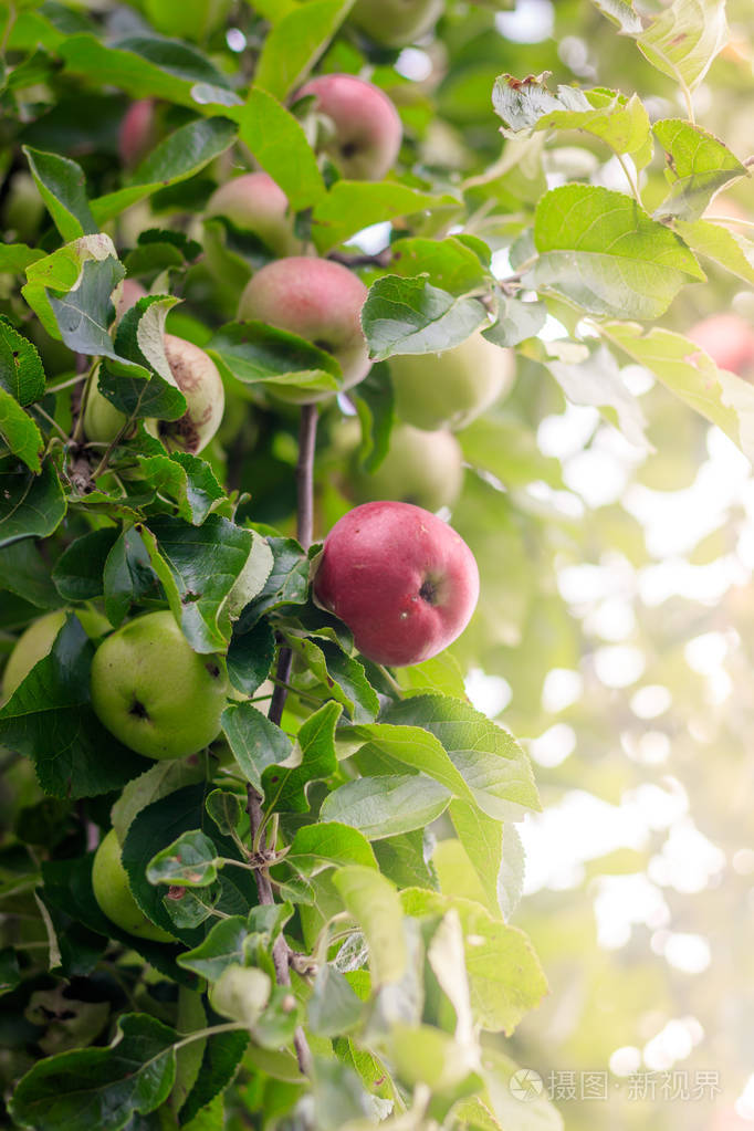 苹果挂在树枝上水果树夏季结束收获