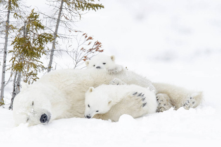 北极熊母亲 厄休斯 maritimus 与二个幼崽, Wapusk 国家公园, 马尼托巴, 加拿大