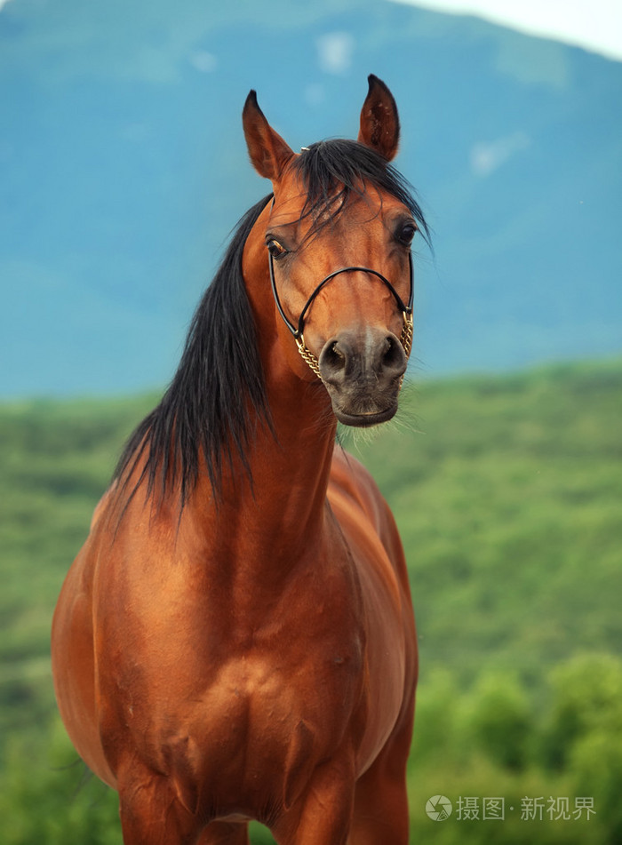 海湾阿拉伯种马在山背景照片-正版商用图片0a3tgf-摄图新视界