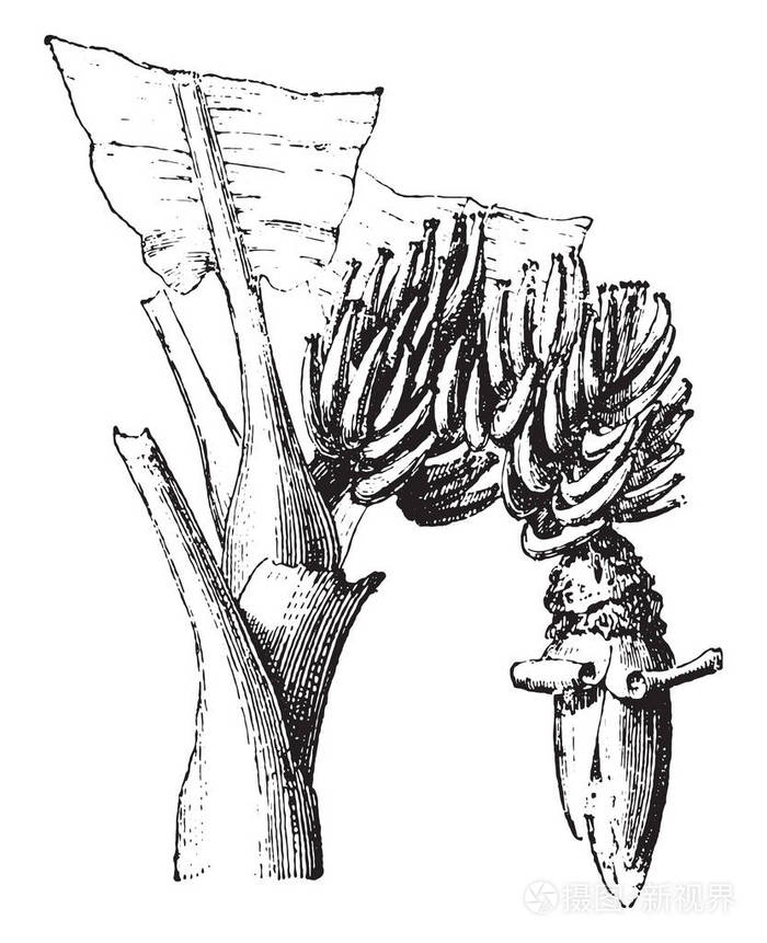 香蕉树复古刻插图词汇与事物辞典larive和弗勒勒1895