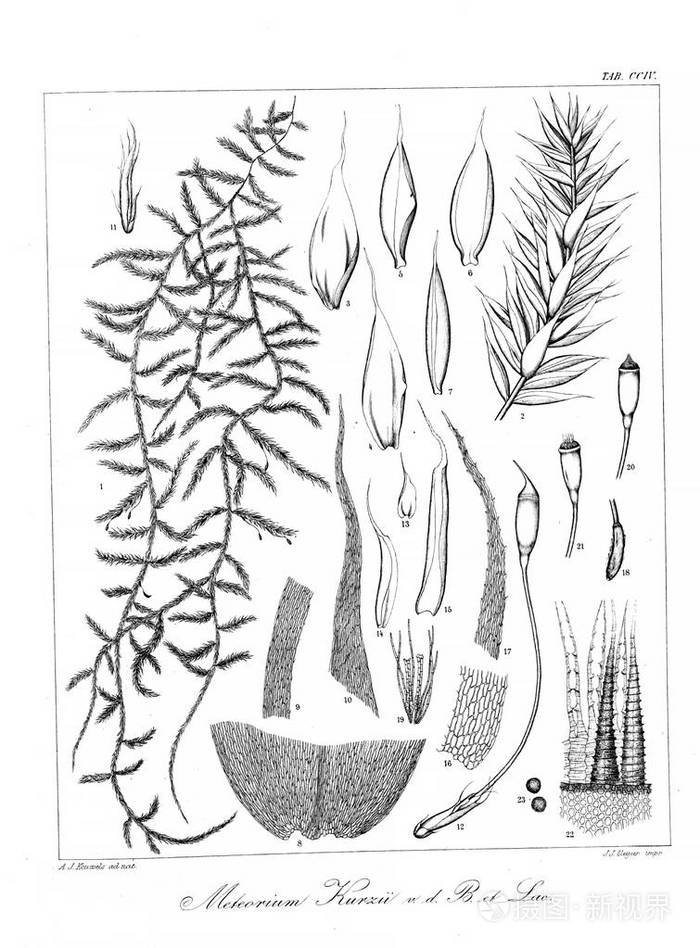 海藻的例证旧图像