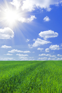 领域的草和蓝色的天空