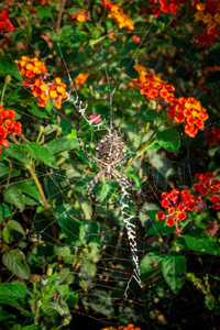 女性浅裂 Agiope 蜘蛛等待她的网络与 stabilimentum 清晰可见