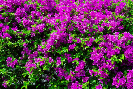 五颜六色的花叶在粉红色的颜色盛开与绿叶在花园。美丽的自然花卉使用背景