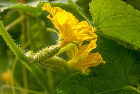 俄罗斯一地地块上的大棚开花黄瓜照片