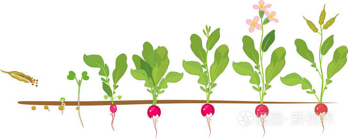 萝卜的生命周期从种子到开花和含果植物的连续生长阶段
