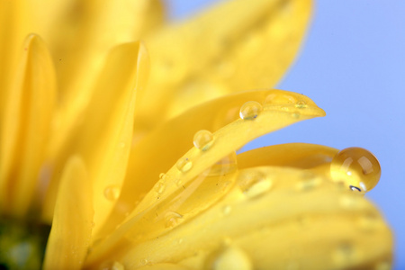 水滴在菊花的花瓣，特写