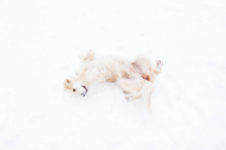 美丽的宠物大金毛猎犬有乐趣在冬季散步在雪覆盖的公园