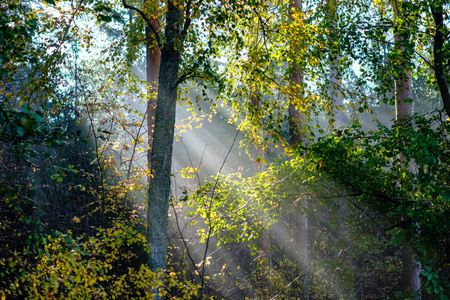 阳光透过秋树树叶在薄雾森林