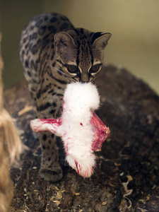 长尾虎猫margay, 美洲豹 wiedii, 嘴里叼着一只兔子照片