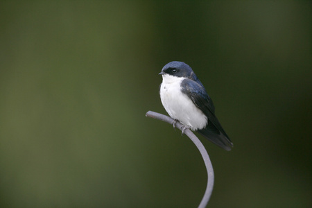 蓝色和白色的小燕子，notiochelidon cyanoleuca