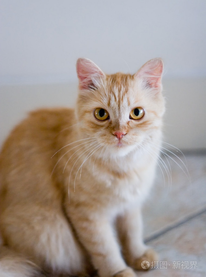 红棕色猫躺在瓷砖上