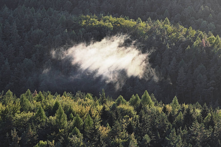 低卧山谷雾中的森林山, 带雾笼罩的常青针叶树剪影