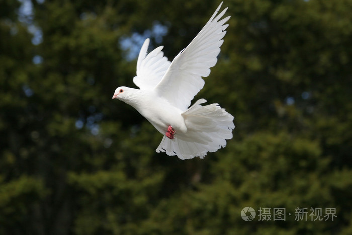 飞行中的鸽子图片大全图片