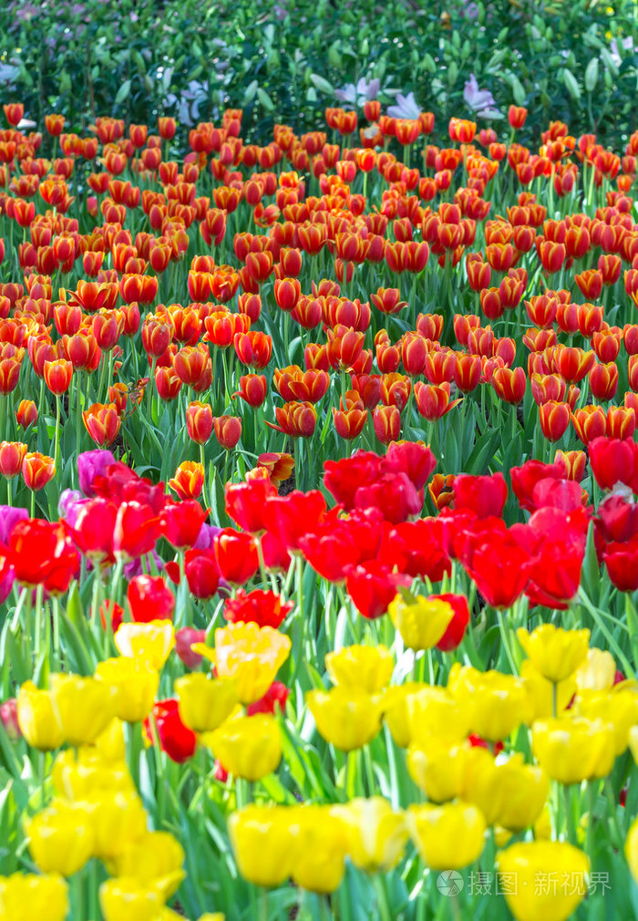 各种颜色美丽的郁金香字段在早晨