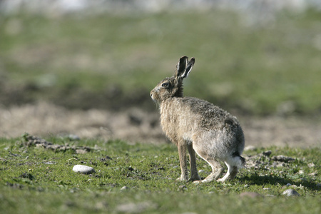 棕色野兔，天兔座 europaeus