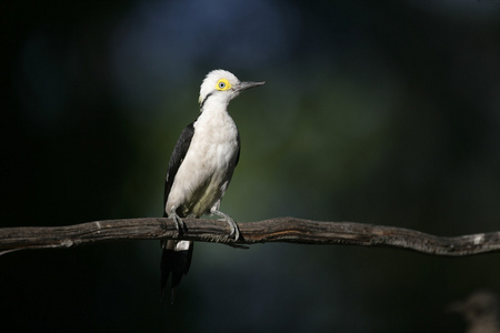 白色的啄木鸟，melanerpes 蘑