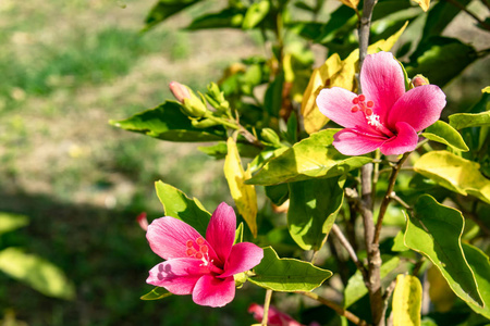 粉红色芙蓉椴花在花园里