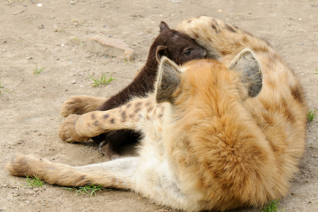 斑鬣狗崽与它的母亲