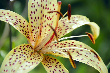 黄色百合斑点的宏观生长在花园.花园花.美丽的黄百合.