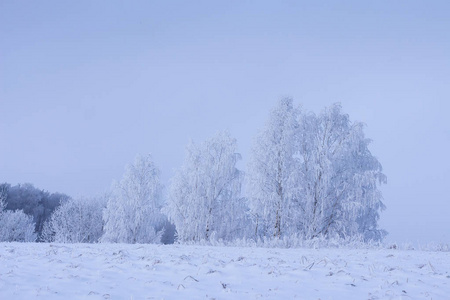 冬天的场景中的雪树。结霜的自然景观