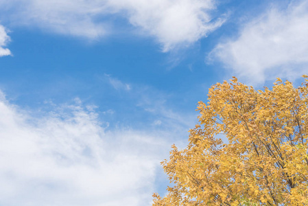 美丽的德州雪松树树在秋云蓝天下的叶子。令人惊叹的黄色秋天树叶颜色背景