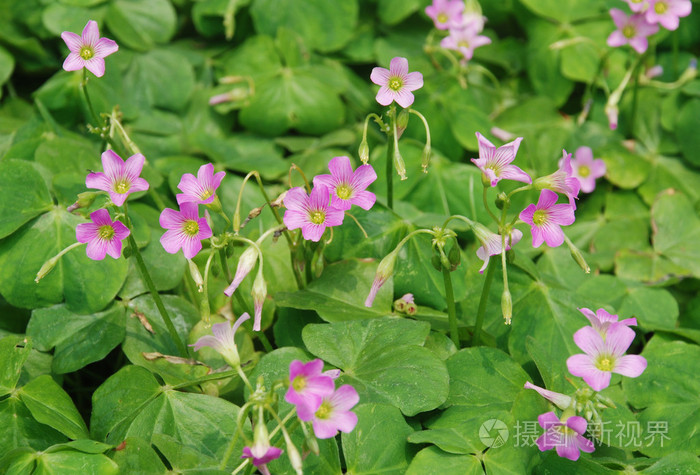 与紫色的花在春天在草地上的绿色三叶草