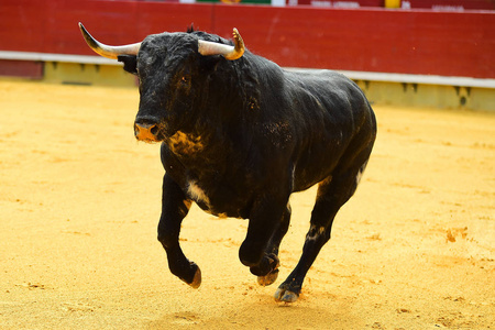 西班牙公牛在斗牛场