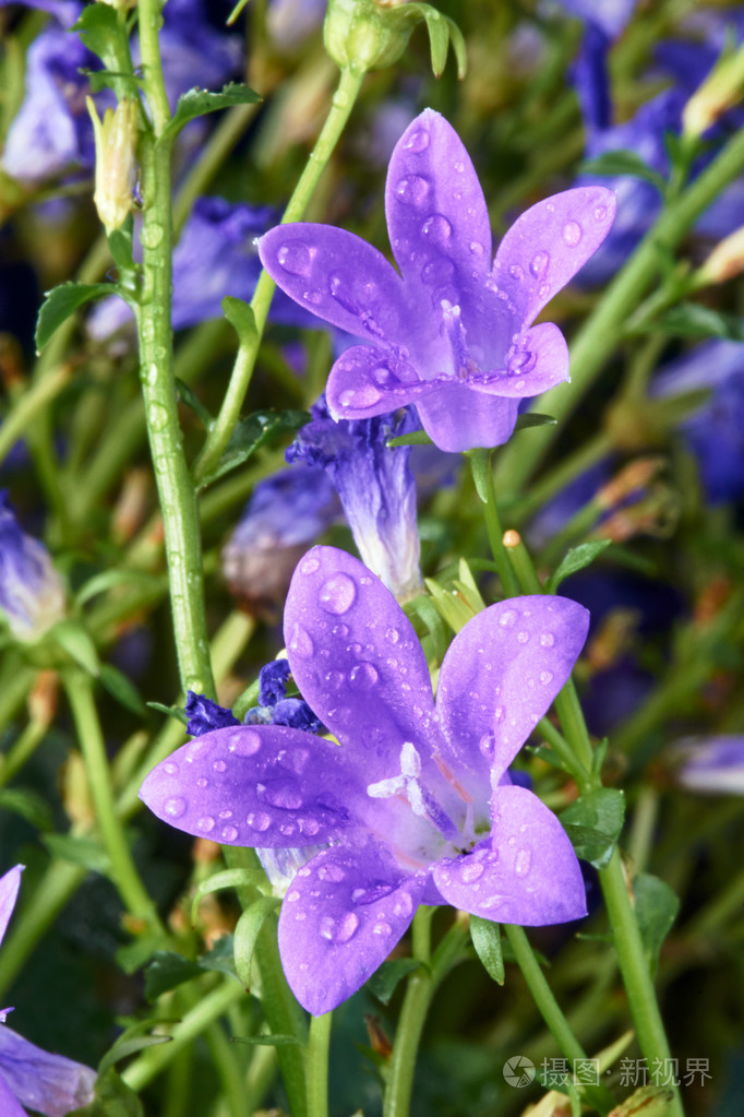 紫色的风铃花