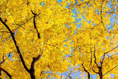 秋天阳光明媚的枫叶与厚黄叶
