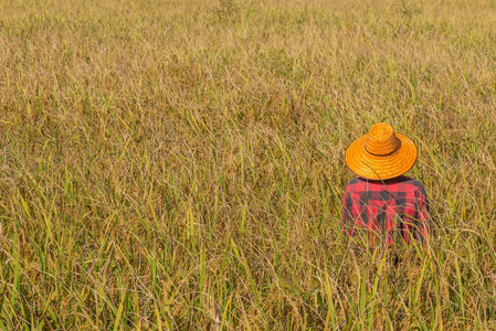 农民站在稻田里收割图片