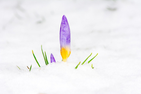 紫色的藏红花在雪中图片