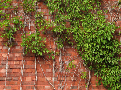 砖的墙和绿色的常春藤