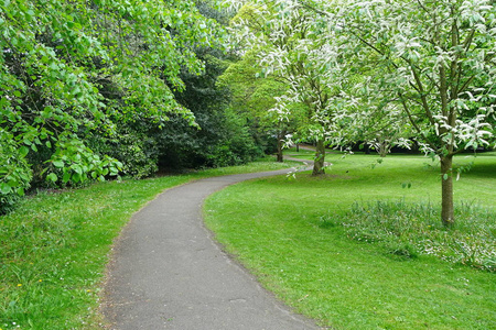 春天和平公园路径的景观图片