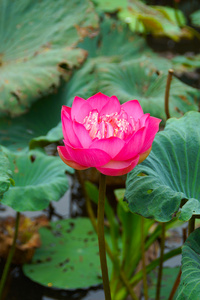 粉红色的美丽莲花。佛教宗教象征