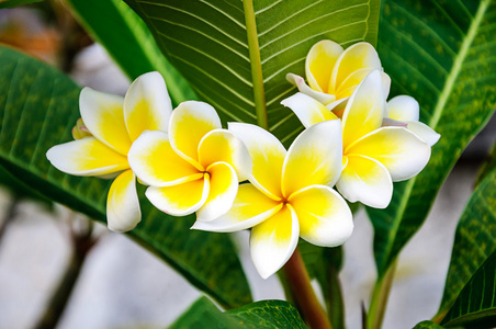 梅香鲜花