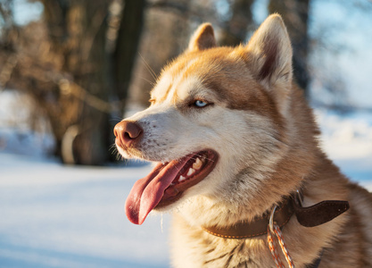 西伯利亚雪橇犬