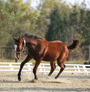 愉快的年轻纯种小马摆姿势, 在沙地上自然绿色的背景上奔跑照片
