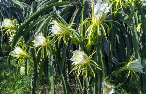 有机农场中的龙花。如果授粉通过, 这朵花在4天内绽放, 这就是在适当的高温下生长的那种爱晒的植物 
