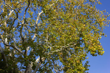 城市公园树木在秋天阳光明媚的下午在德国