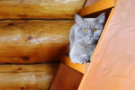一只灰色的猫坐在木制楼梯台阶上, 靠在圆木墙上