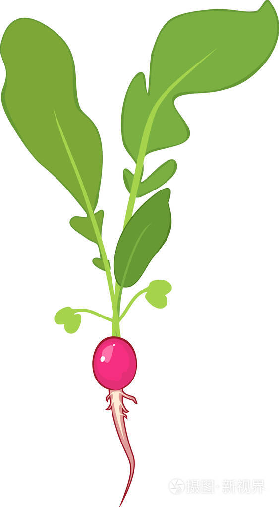 白色背景下的绿叶和根系的萝卜植株