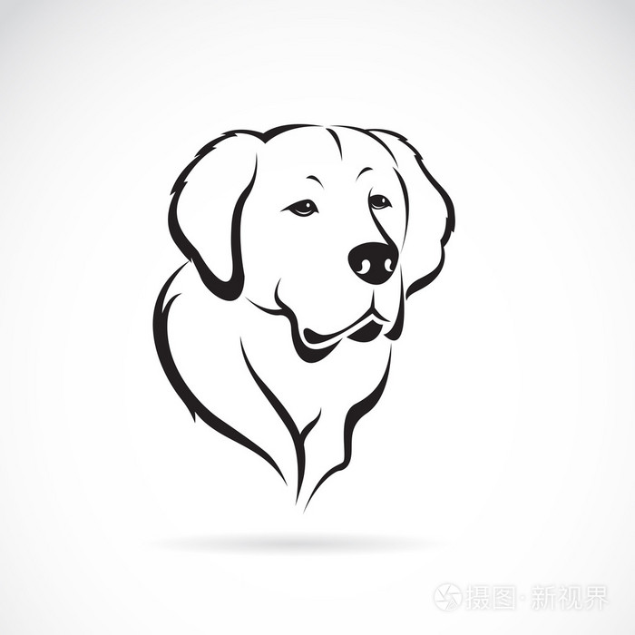 矢量图像的白色背景上的金毛寻回犬