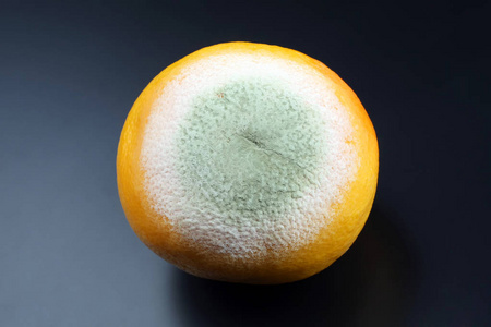 黑暗背景下腐烂的柚子照片