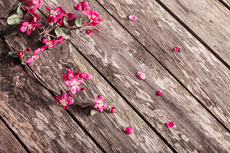 粉红色的苹果花正木背景
