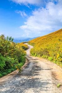 道路和美丽的花朵