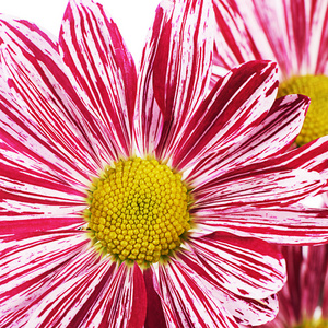 在白色背景上的粉红色的花菊花
