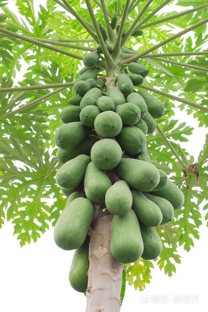 原料木瓜树上