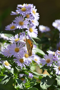 特写镜头上的阿斯特花, 自然, 宏观上的美丽蝴蝶