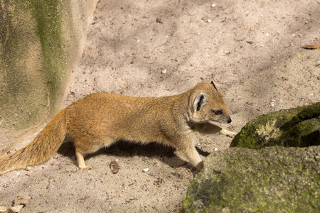 黄猫鼬, Cynictis penicillata 是敏捷食肉动物, 还在寻找食物